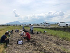 日吉津村のチューリップ