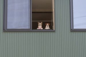 「しっぽふるふるの家。」#1：うちの事務所、ワンちゃん率が高めです