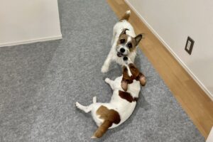 「しっぽふるふるの家。」#2：ペットにおすすめの商品をご紹介します♪