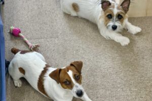 「しっぽふるふるの家。」#3：散らかった部屋はワンちゃんによくない？